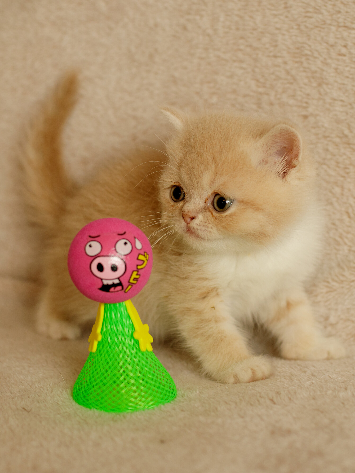 Игрушка для кошек и котят Japan Premium Pet Ракета в виде свинки.