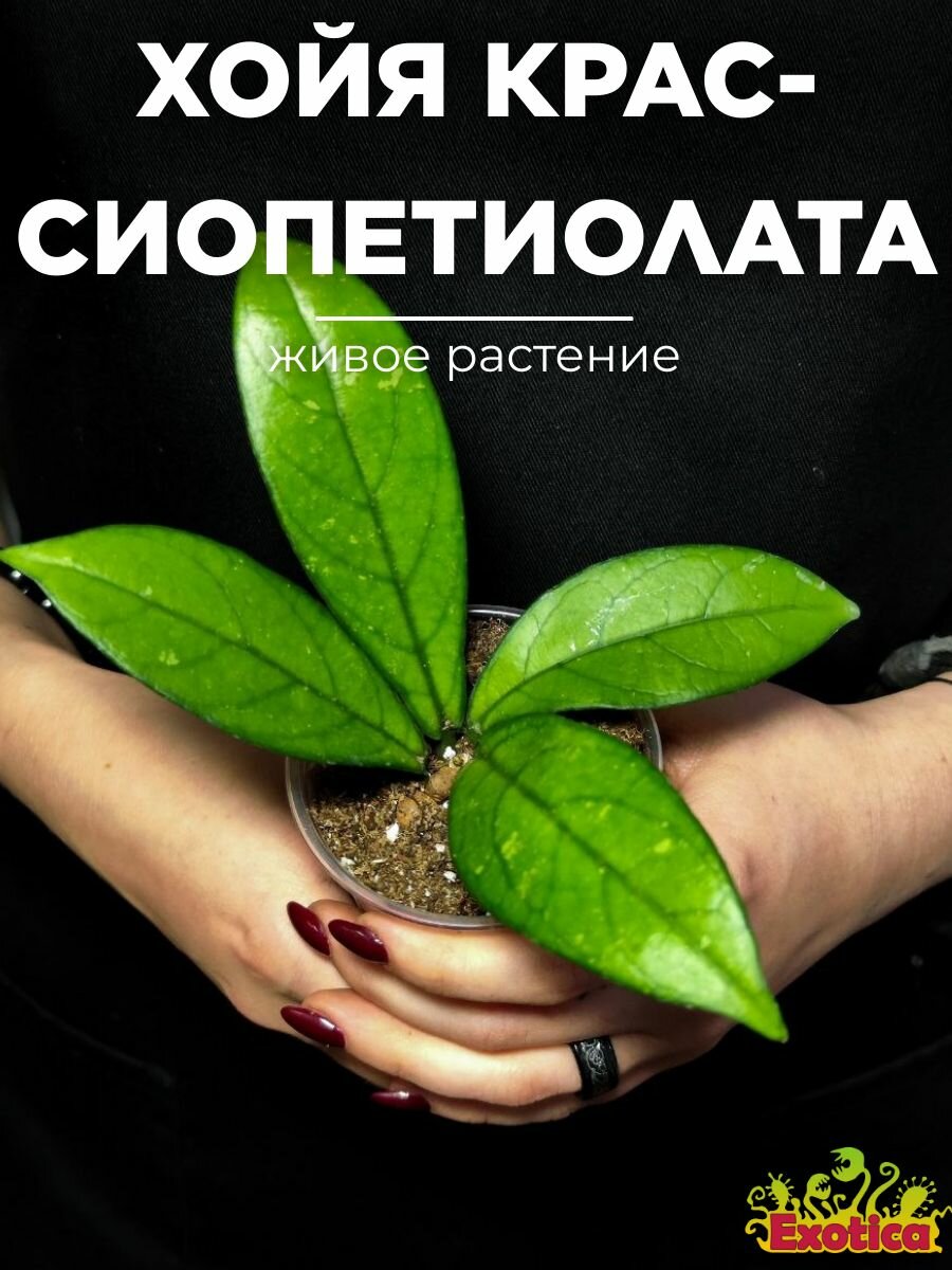 Хойя Крассиопетиолата (Hoya Crassipetiolata) D5см домашнее растение