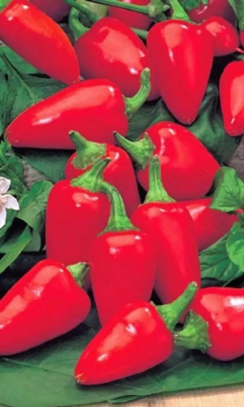 Семена перца сладкого 'Малютка' 20шт урожайный сорт для открытого грунта и балкона