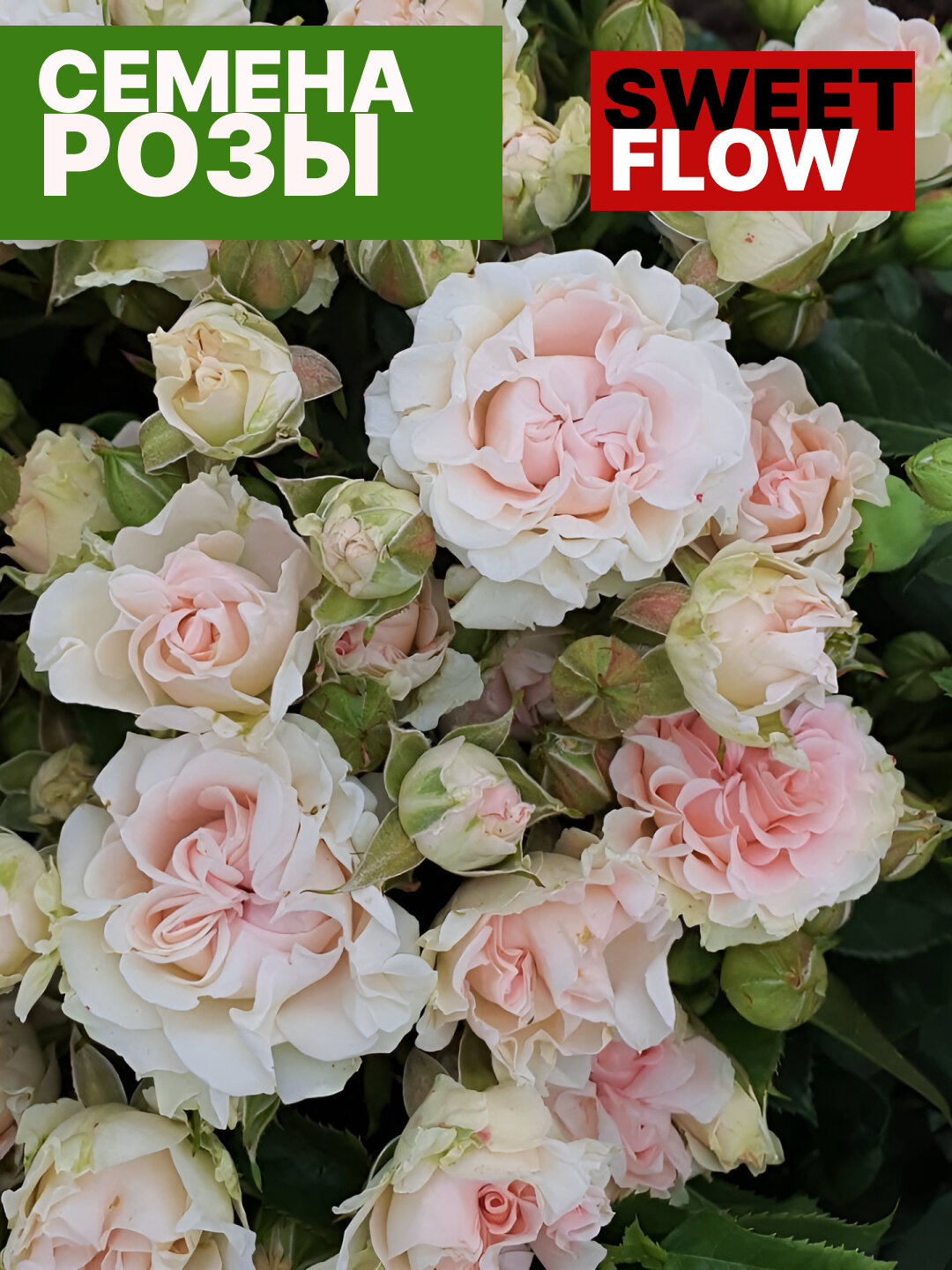 Роза спрей Свит Фллоу семена, компактный куст с обильными мелкими цветами