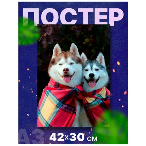 Постер, плакат собака порода "Акита-ину, акита", А3,42х40 см