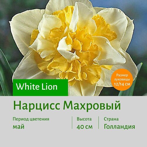 Нарцисс Вайт Лайн (White Lion) махровый луковицы 3 шт сотка