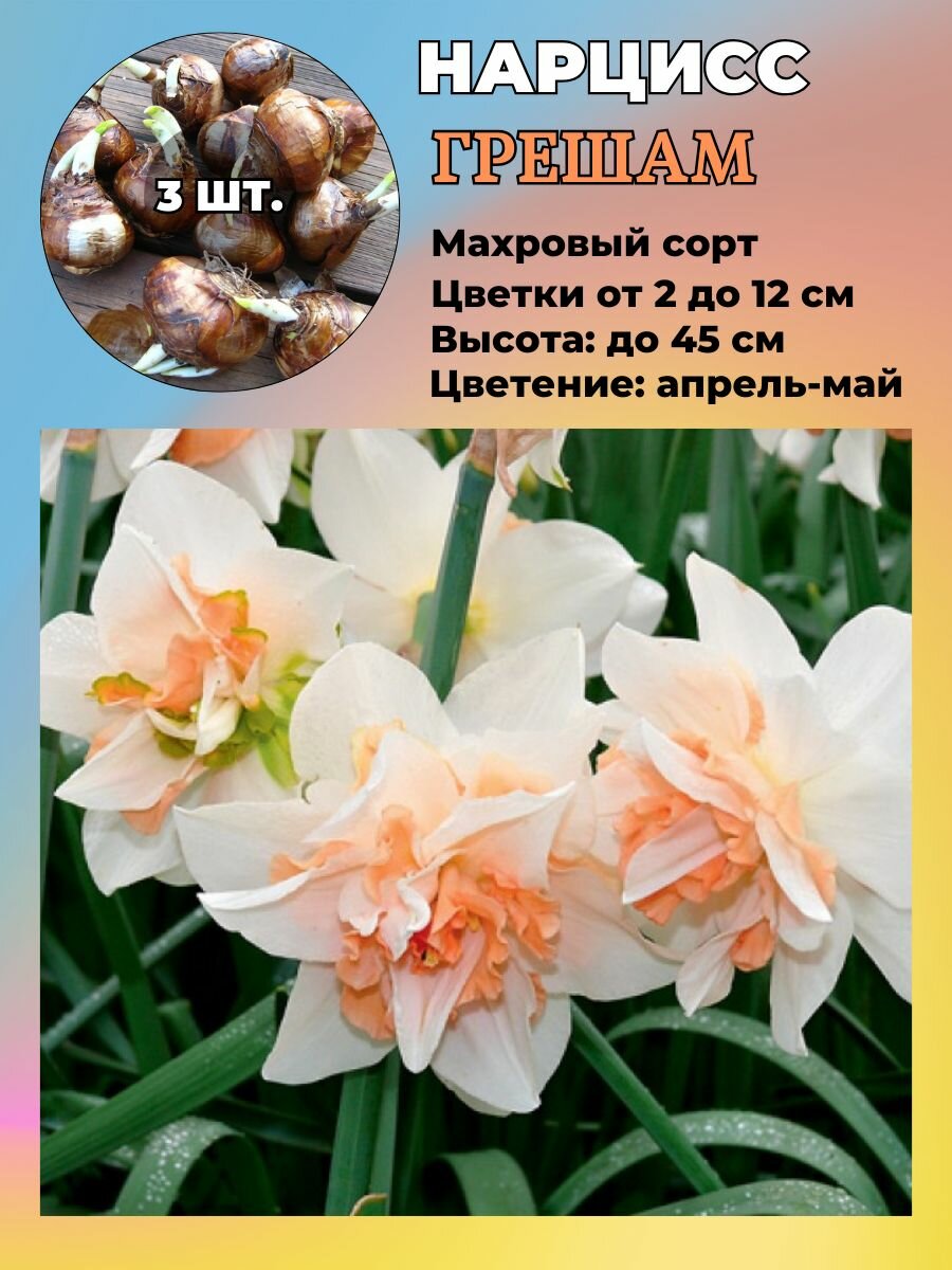 Нарцисс махровый луковицы 3 штуки