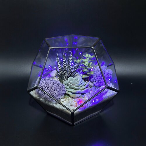 Изображение товара Флорариум с подсветкой Succulenteria "Лавандовое сияние" размер M, с суккулентами, настольный