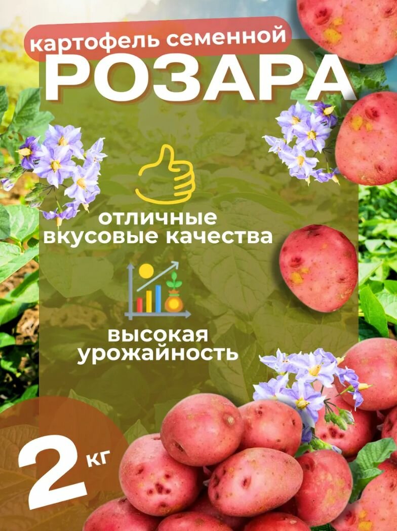 Картофель семенной Розара 2 кг