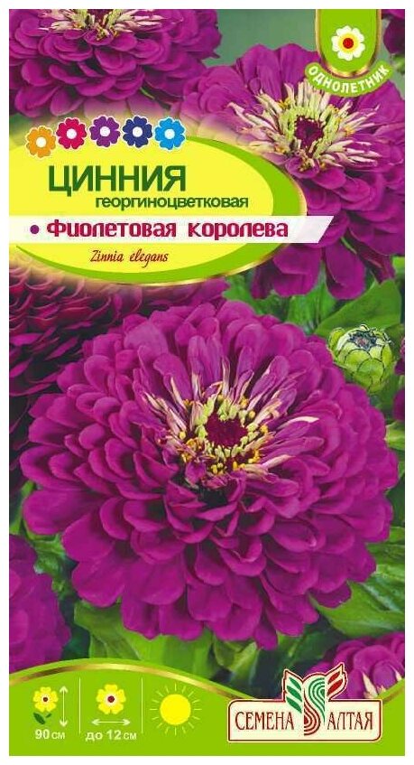 Набор. Цинния Георгиноцветковая Фиолетовая Королева 0,3г (Семена Алтая). Набор из 3-х пакетиков.