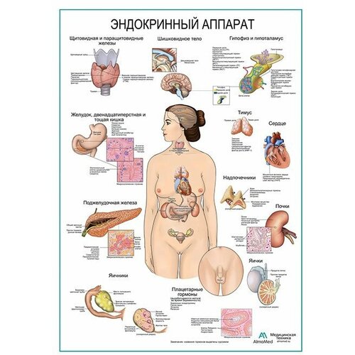 Эндокринный аппарат, плакат, глянцевая фотобумага от 200 г/кв. м, размер A1+