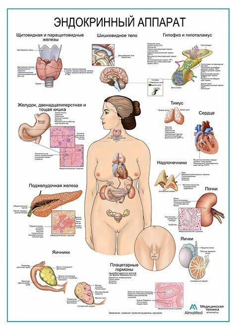 Эндокринный аппарат, плакат, глянцевая фотобумага от 200 г/кв. м, размер A1+
