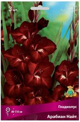 Гладиолус крупноцветковой Арабиан Найт