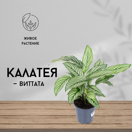 Калатея Виттата, живое комнатное растение, диаметр кашпо 12 см