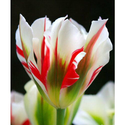 Тюльпан зеленоцветные Флеминг Спрингрин (Tulipa viridiflora) Луковицы/Разбор 10/12/Открытая (ОКС)