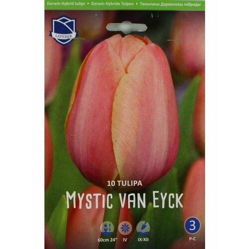 Тюльпан Мистик ван Ейк(Mystic van Eyck), 10 шт