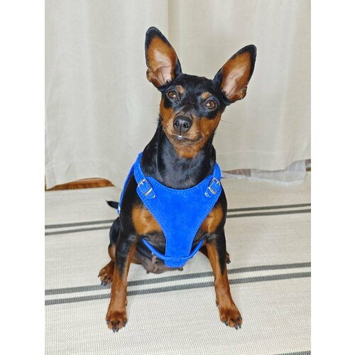 Анатомическая замшевая шлейка Dober-Крут для собак мелких пород синяя, XS 40-49 см