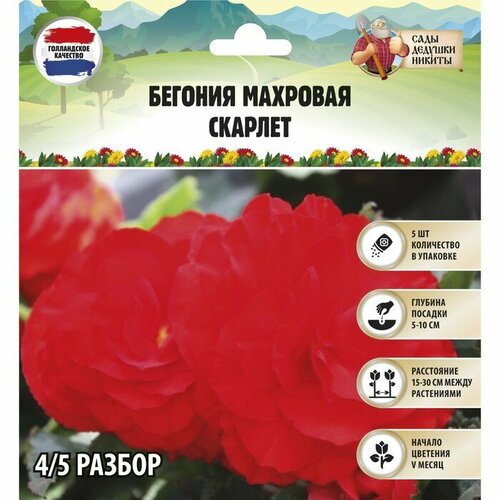 Бегония махровая 