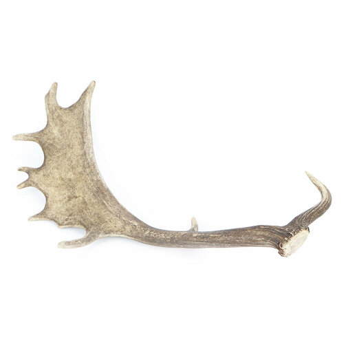 Рог Mars&More 60 см, 45435