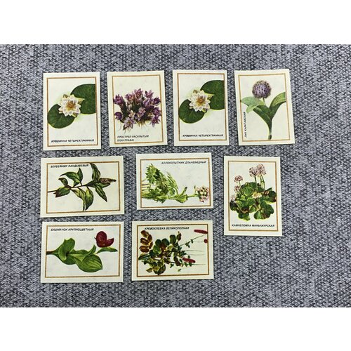 Набор из 9 коллекционных спичечных этикеток СССР - Растения