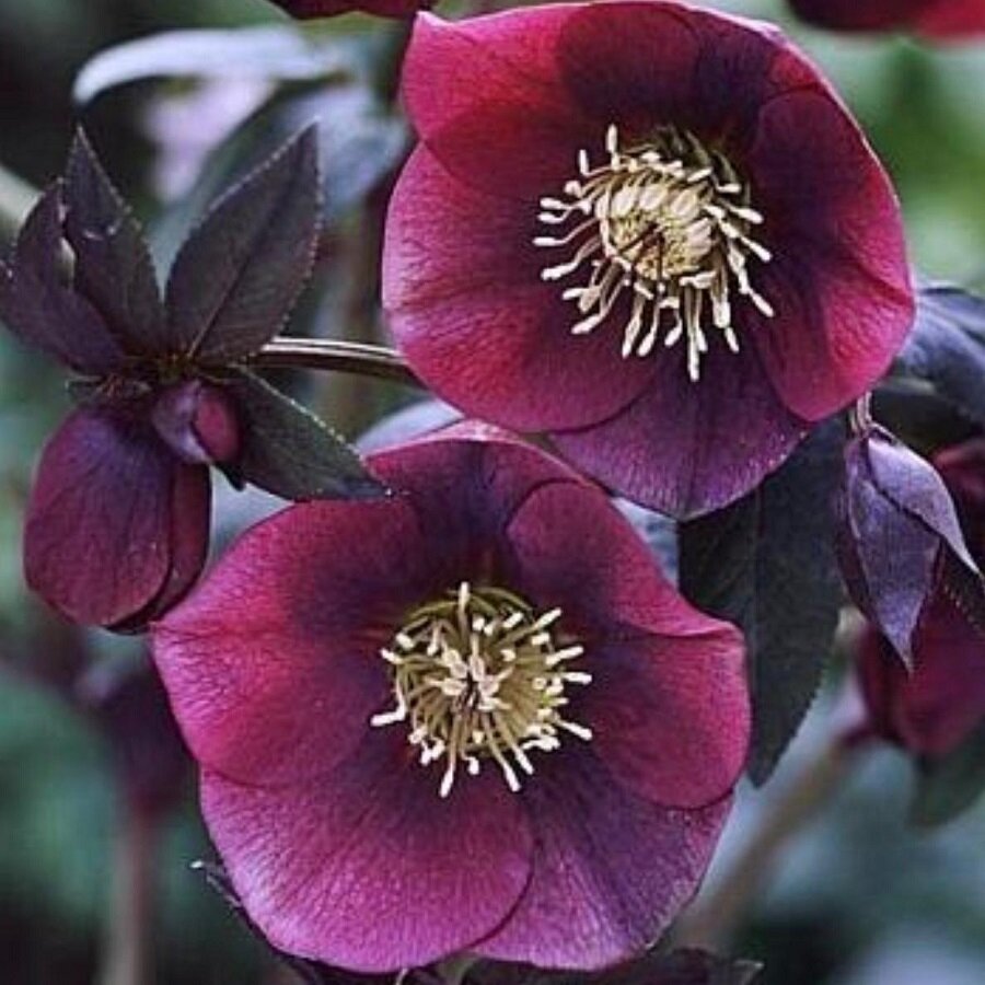 фото Семена Орешка Морозник восточный 10 шт.