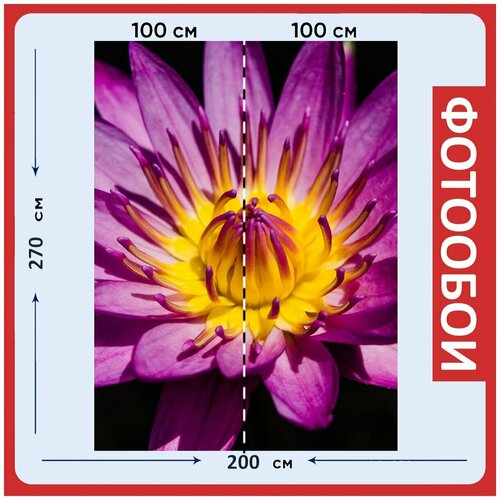 Фотообои Водяная лилия фиолетовый цветок 200x270 см флизелиновыена стену 2970₽