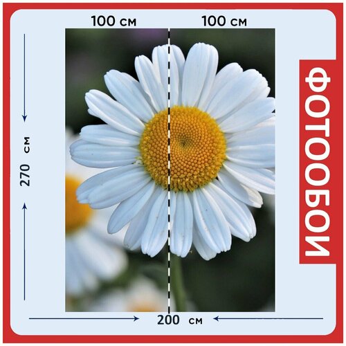 Фотообои Ромашка цветок белый цветок 200x270 см флизелиновыена стену 2950₽