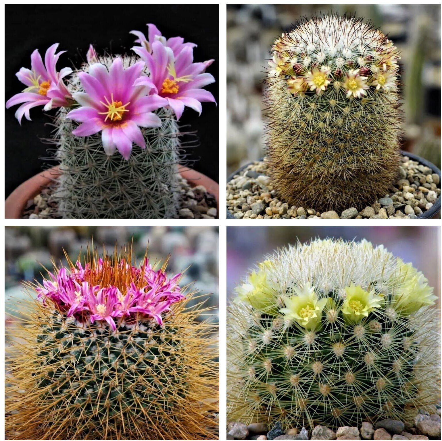 Семена Орешка Суккулент Кактус Mammillaria mix 10 шт.