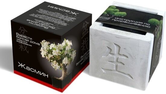 Подарочный набор для выращивания Экоклуб  Вырасти Бонсай дома  Жасмин 