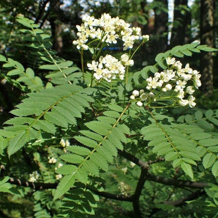 Семена Рябина Кёне (Sorbus koehneana), 10 штук