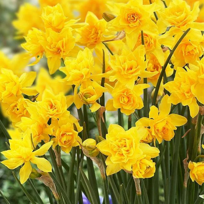 Луковицы Нарцисса DOUBLE CAMPERNELLE ( 5 шт )