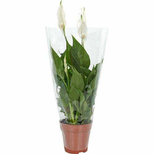 Растение Спатифиллум торелли