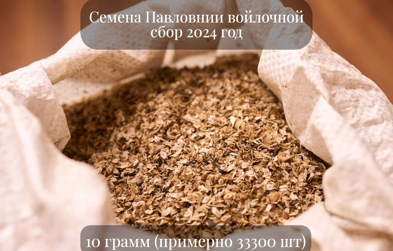 Семена Павловнии войлочной, или Императорского дерева, 10 грамм (примерно 33300шт)