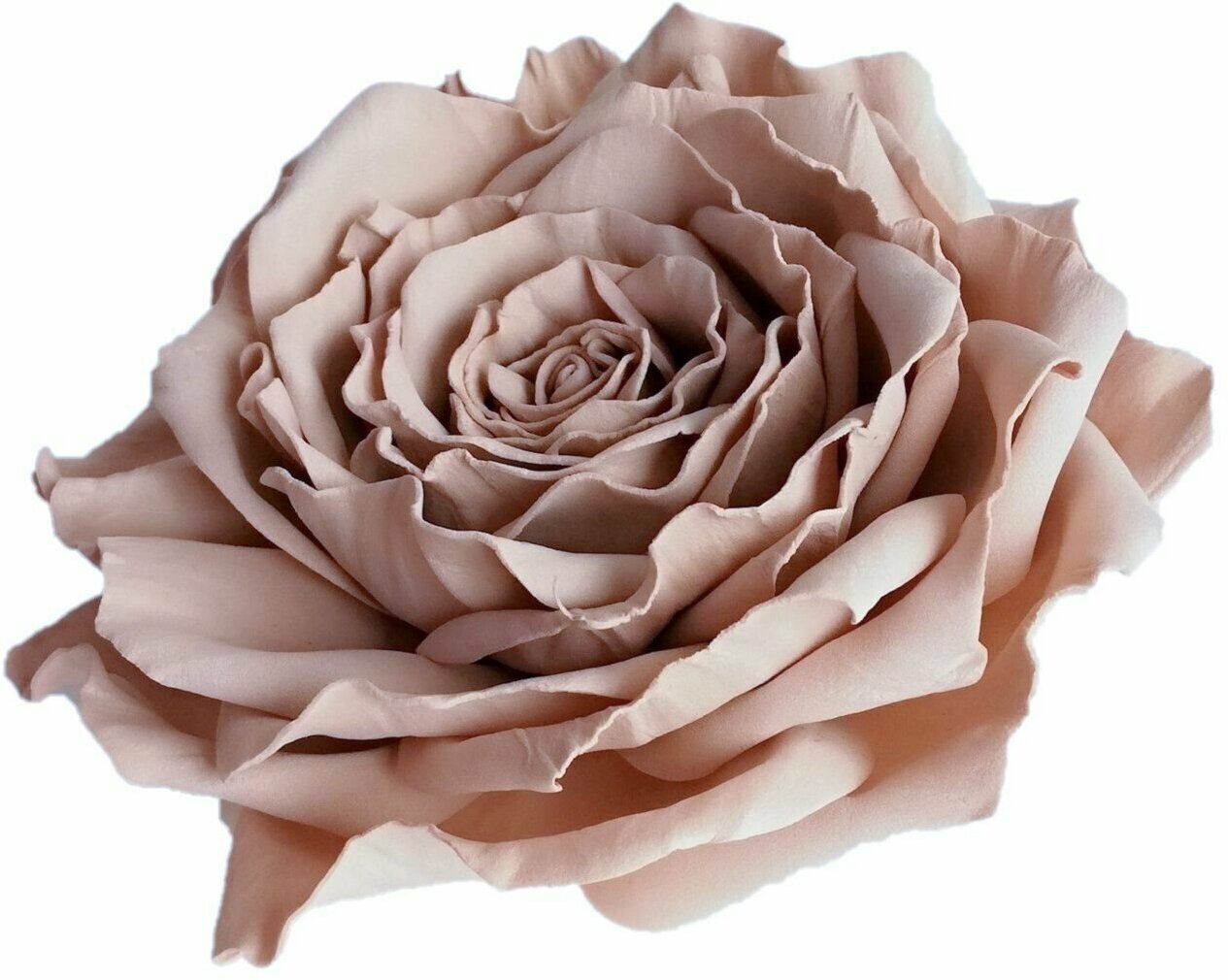 Заколка-брошь для волос/одежды/сумки большой цветок роза бежевая 0047