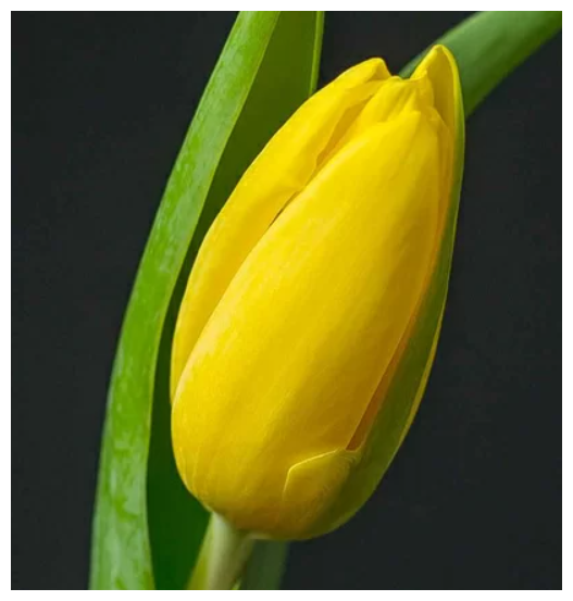 Желтый тюльпан (штучно) на 8 марта