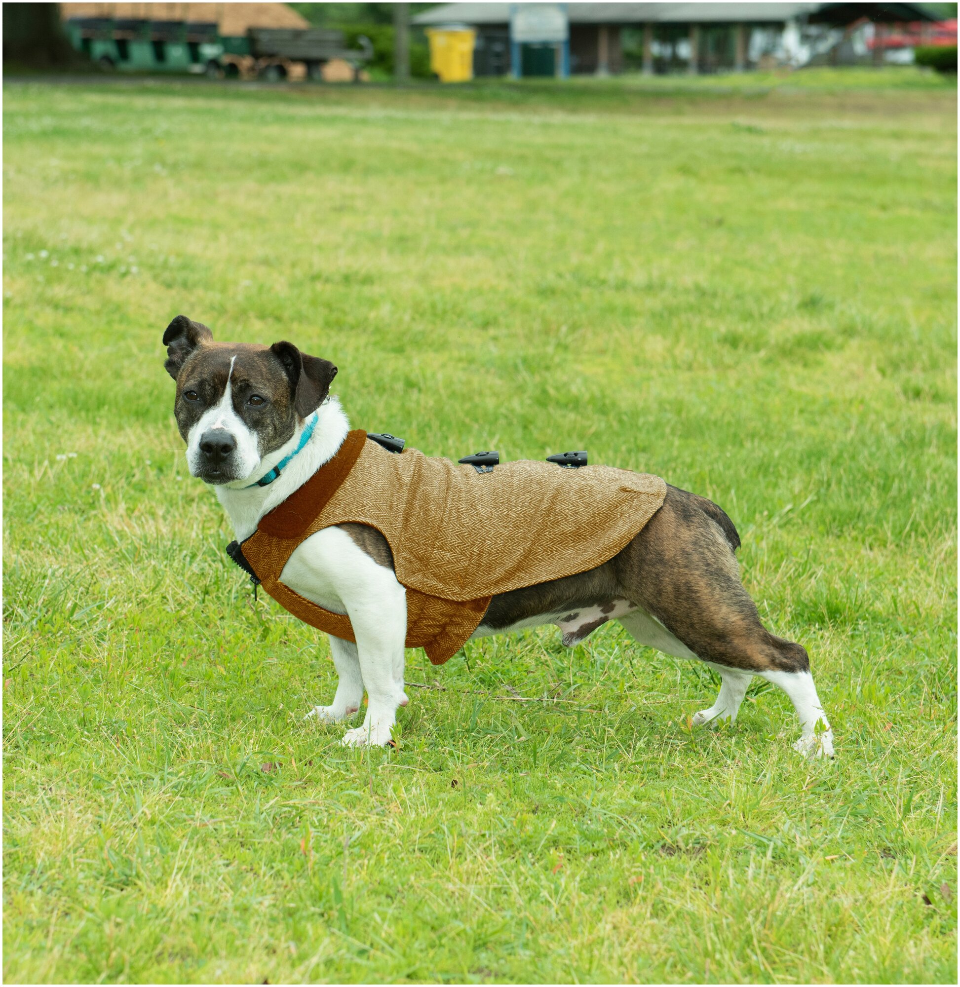 Нано куртка осенняя с капюшоном Dog Gone Smart Herrigbone coat 25 см, коричневый - фотография № 1