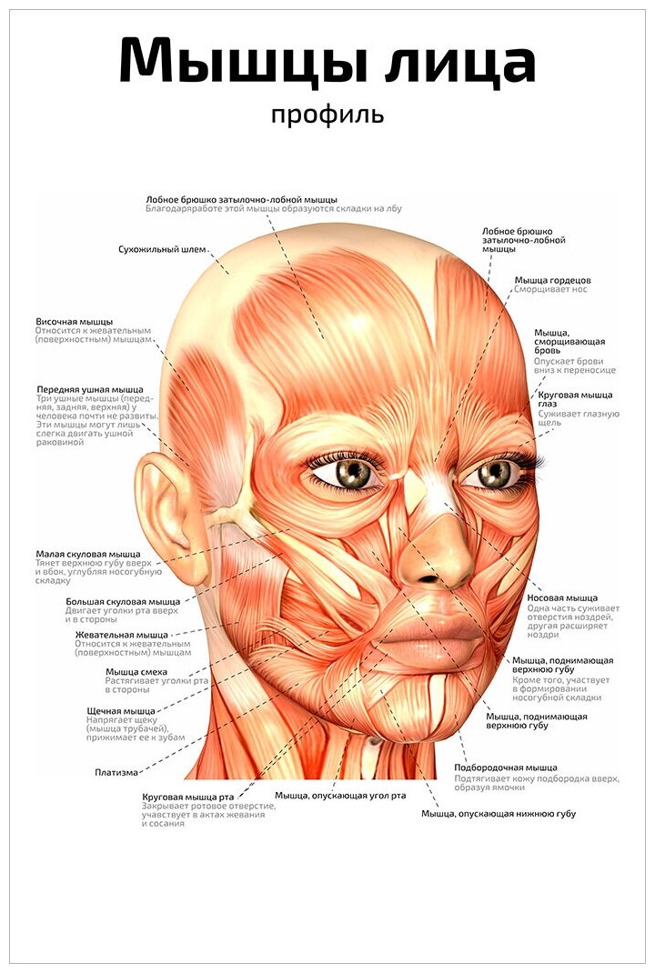 Мышцы лица профиль