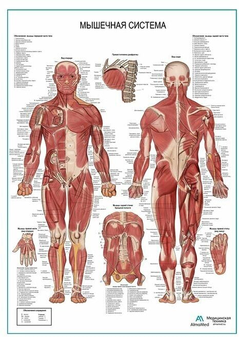 Мышечная система человека, плакат, глянцевая фотобумага от 200 г/кв. м, размер A2+