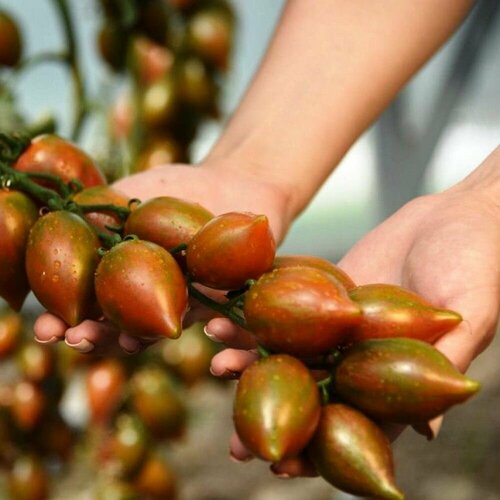 Томат Сливовая капля (лат. Solanum lycopersicum) Семена 10шт + подарок
