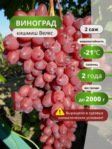 Изображение товара Виноград "Велес", кишмишный, бессемянный, розовый, ранний, многолетник 2