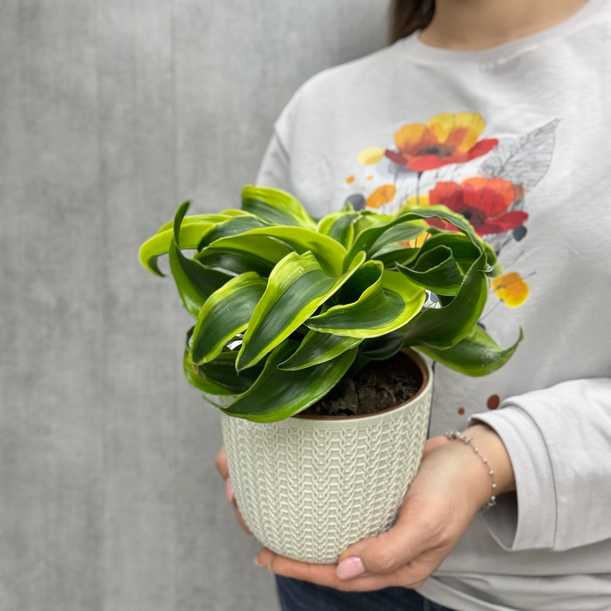 Комнатное растение 