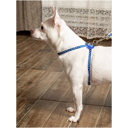 Шлейка с поводком Japan Premium Pet легко надеть с защитным механизмом от перекручивания из натурального войлока для собак до 6 кг, синий шлейка для собак japan premium pet легко надеть с защитным механизмом от перекручивания цвет розовый размер l
