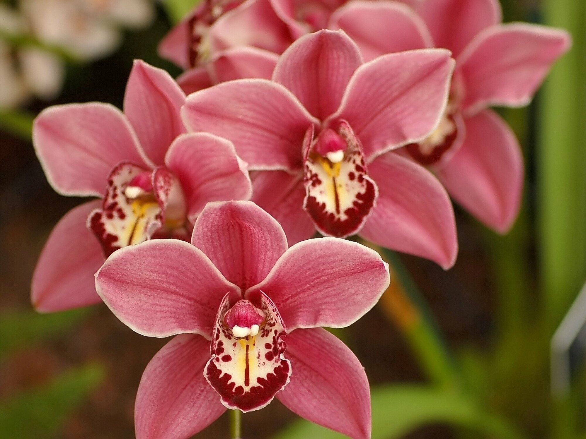 Почвогрунт "Цветочное счастье. Орхидея" 1 л (дой-пак). Субстрат для самых нежных домашних цветов. Стимулирует рост корней, листьев и пышных бутонов - фотография № 8