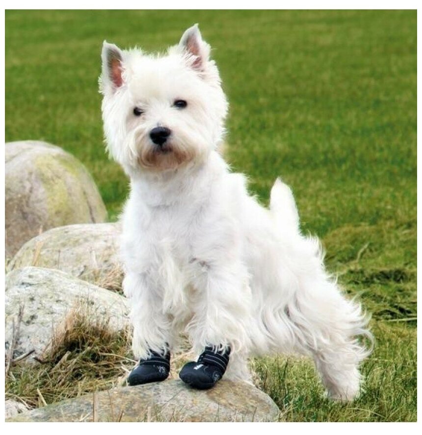 Ботинки для собак Trixie Walker Active L, чёрный - фотография № 9