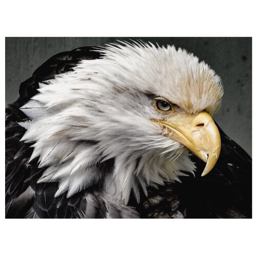 фото Paintboy картина по номерам "взгляд орла" 40х50 см (gx31817)