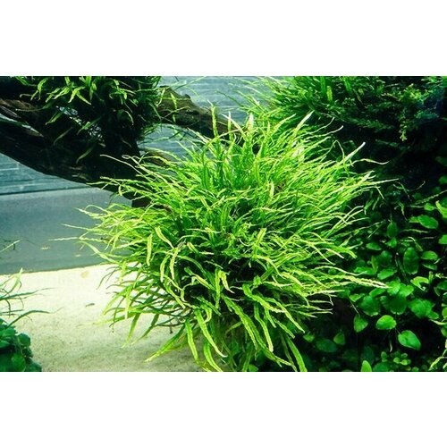 Папоротник таиландский узколистный /куст от 7 листьев длинной от 10 см /Живые аквариумные растения стикеры папоротник