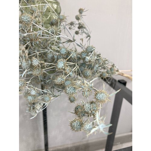 Эрингиум (сухоцвет) серо-голубой/Сухоцветы для флористов, для декора, для творчества.