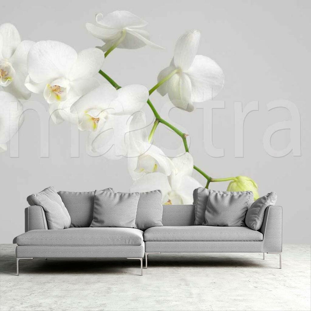 Фотообои Белая орхидея пышная 275x415 (ВхШ), бесшовные, флизелиновые, MasterFresok арт 10-159