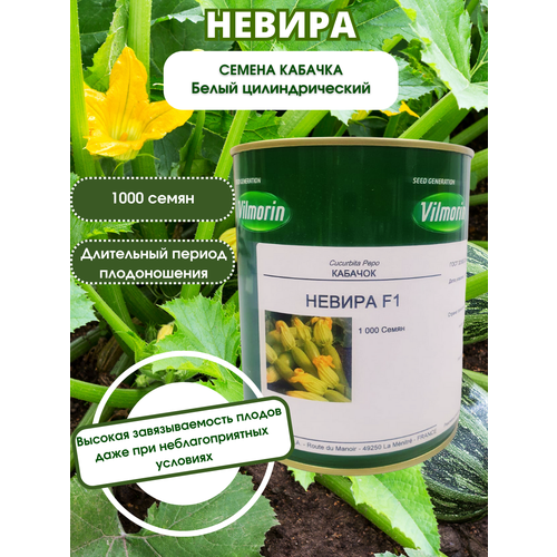 Невира F1 - семена кабачка, 1 000 семян, VILMORIN/вилморин (франция)
