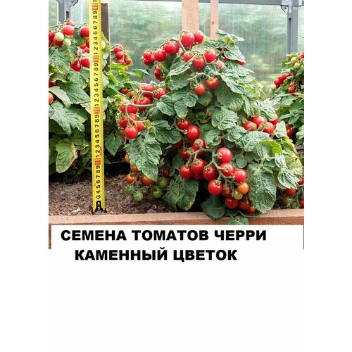 Семена томатов черри Каменный цветок