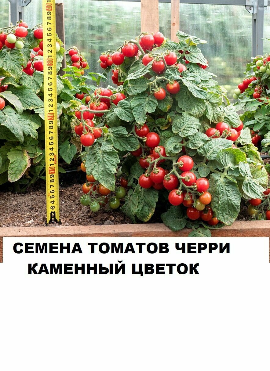 Семена томатов черри Каменный цветок