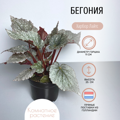 Бегония Харбор Лайтс