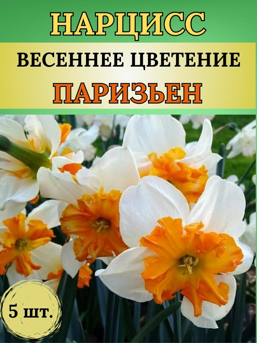 Нарциссы луковицы многолетних цветов 5 штук