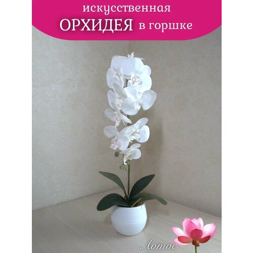 Орхидея в горшке4 1200₽
